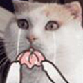 猫咪QQ表情包